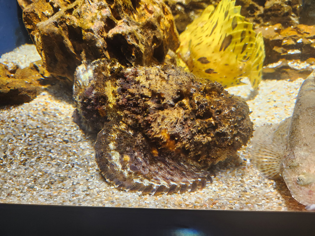 「毒展～全員有毒～」/スマートアクアリウム静岡（静岡県/静岡市）