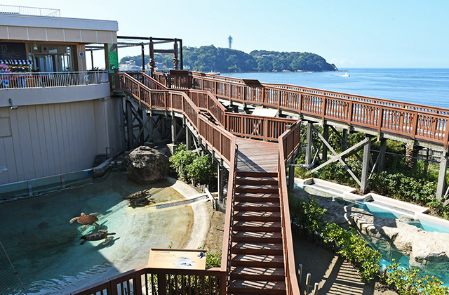 「ウミガメの浜辺」/新江ノ島水族館(神奈川県/藤沢市)
