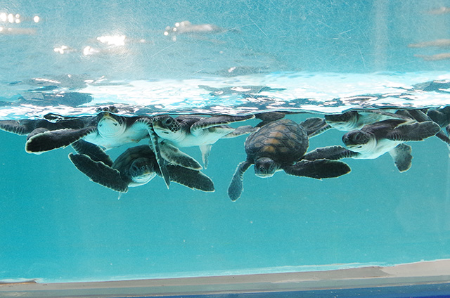 子ガメ水槽/串本海中公園水族館(和歌山県/串本町)