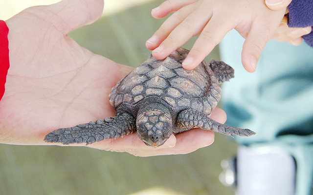 子ガメのタッチング体験/串本海中公園水族館(和歌山県/串本町)