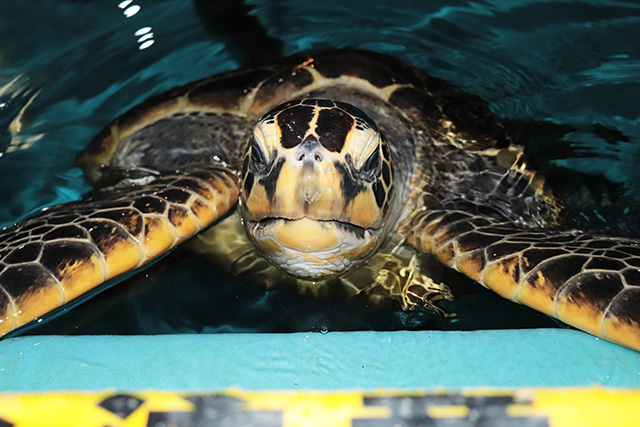 ウミガメごはんの様子/桂浜水族館(高知県/高知市)