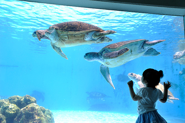 水中を泳ぐウミガメの様子/ウミガメ館(沖縄県/本部町)