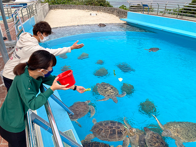 ウミガメ給餌体験/ウミガメ館(沖縄県/本部町)