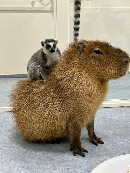 カピバラとワオキツネザルは大の仲良し/アニタッチみなとみらい(神奈川県/横浜市)