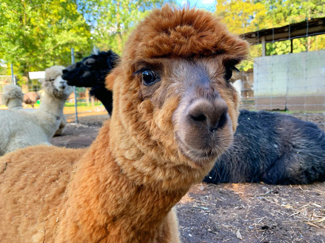 茶系、黒系、白系のアルパカがのんびり暮らしています/ダチョウ王国石岡ファーム(茨城県/石岡市)