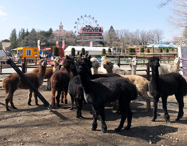 様々な毛の色のアルパカ/那須どうぶつ王国(栃木県)