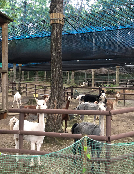 たくさんのアルパカが放牧されているエリアの上にネットアスレチックがある「あるぱーく」/那須高原りんどう湖ファミリー牧場(栃木県/那須町)