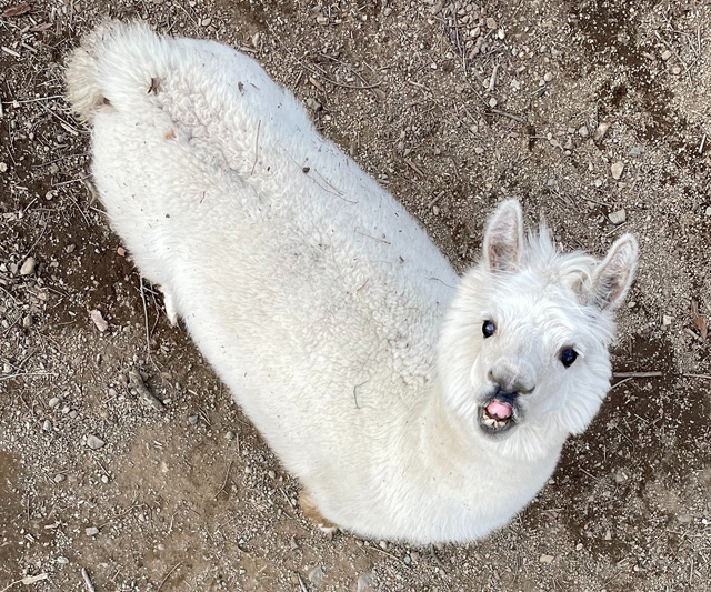 「あるぱーく」のネットの上から、こんなアングルでアルパカが見えます/那須高原りんどう湖ファミリー牧場(栃木県/那須町)