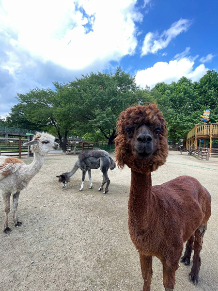 「どうぶつふれあい広場」のアルパカたち/那須高原りんどう湖ファミリー牧場(栃木県/那須町)