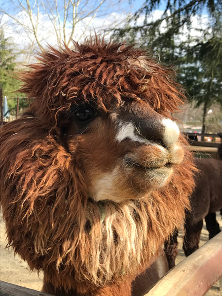 天気がよくてとっても気持ちよさそうな“くるみ”/那須高原りんどう湖ファミリー牧場(栃木県/那須町)