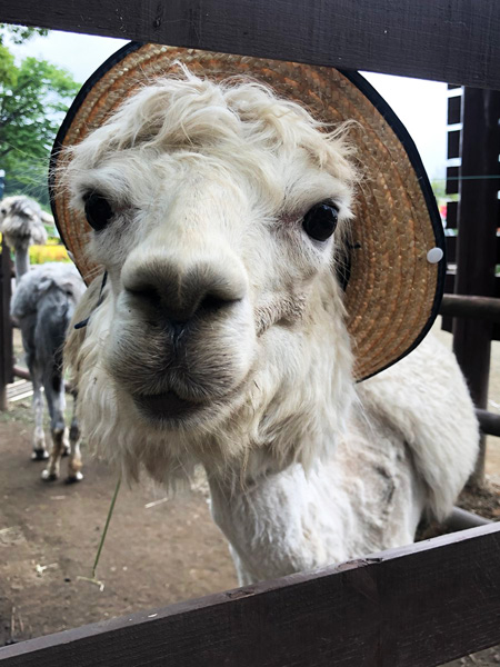 夏が始まるころ“シュガー”が麦わら帽子をかぶってくれました/那須高原りんどう湖ファミリー牧場(栃木県/那須町)