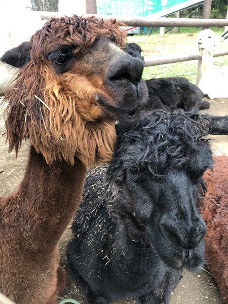 いつも仲良しな2頭は“みーちゃん”と“トメ子”です/那須高原りんどう湖ファミリー牧場(栃木県/那須町)