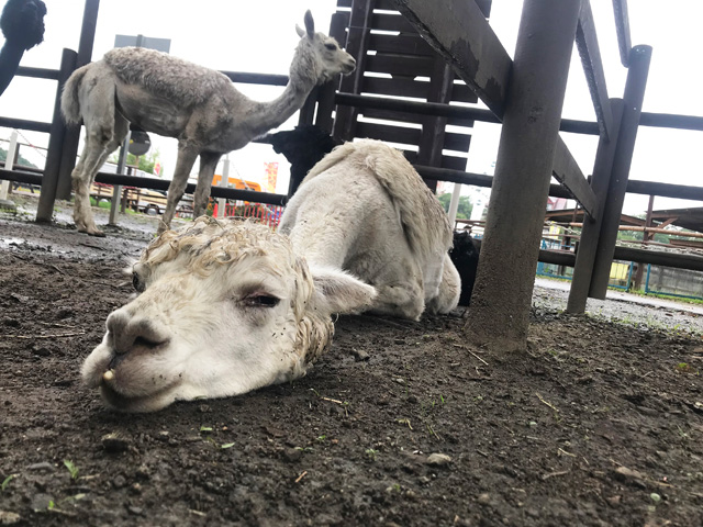 かなり無防備な表情と格好でお休み中の“さやか”/那須高原りんどう湖ファミリー牧場(栃木県/那須町)