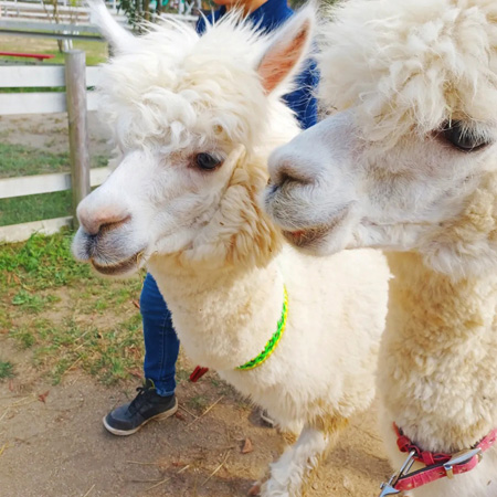 アルパカのほかミニブタやヤギともふれあえます/おかやまフォレストパーク ドイツの森(岡山県/赤磐市)