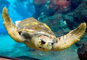 ウミガメの種類や生態を解説!おすすめ水族館10選では餌やりや赤ちゃんの観察も