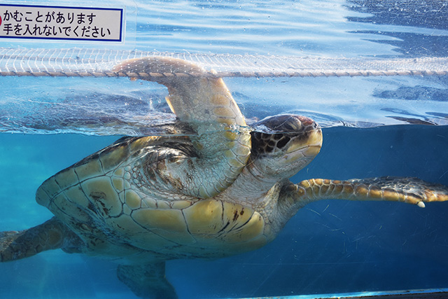ウミガメ/鴨川シーワールド(千葉県)