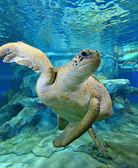アオウミガメ/名古屋港水族館(愛知県)