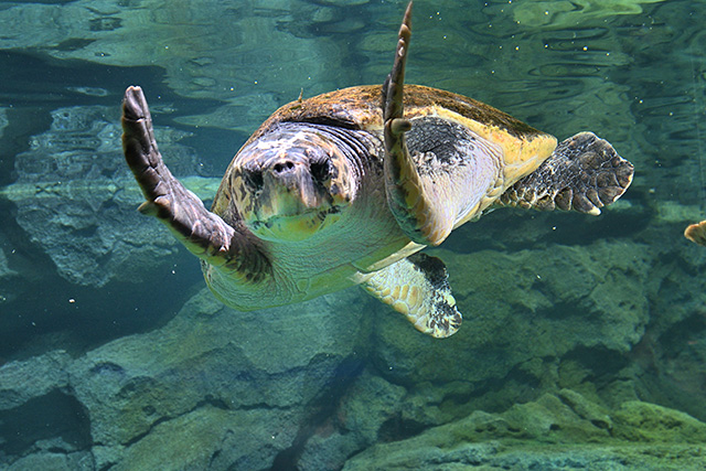 アカウミガメ/名古屋港水族館(愛知県)