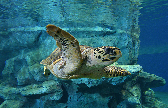 タイマイ/名古屋港水族館(愛知県)