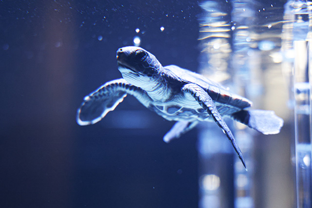 赤ちゃんウミガメ/すみだ水族館(東京都/