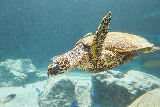 ウミガメ/ウミガメ館(沖縄県)
