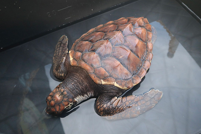 アカウミガメのハート型の甲羅/紀宝町ウミガメ公園(三重県)