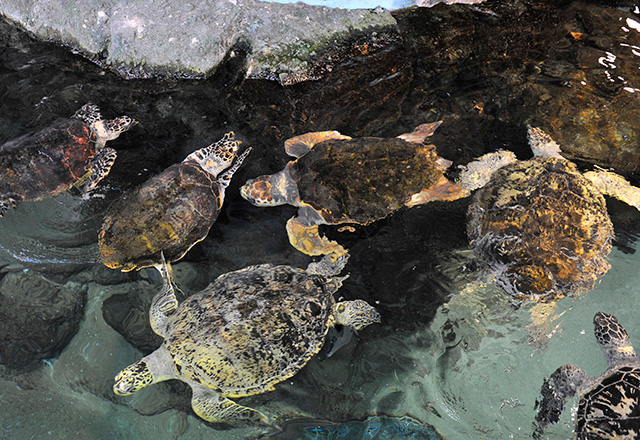 ウミガメ/名古屋港水族館(愛知県)