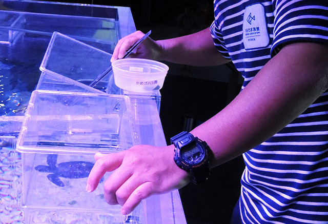 ウミガメの赤ちゃんの「ゴハンの時間」/すみだ水族館(東京都)