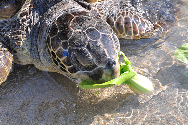 食欲旺盛のウミガメ/新江ノ島水族館(神奈川県)