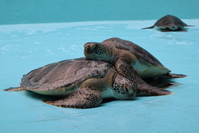 ウミガメ2頭が重なっています/紀宝町ウミガメ公園(三重県)