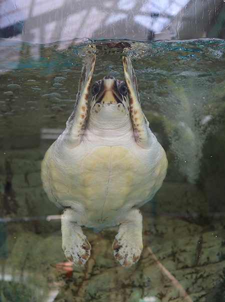 ポーズをするウミガメ/紀宝町ウミガメ公園(三重県)