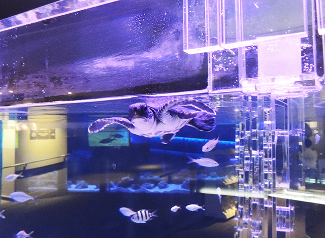 アオウミガメ/すみだ水族館(東京都)