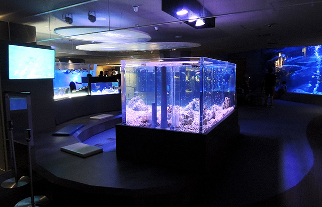 オガサワラベース/すみだ水族館(東京都)