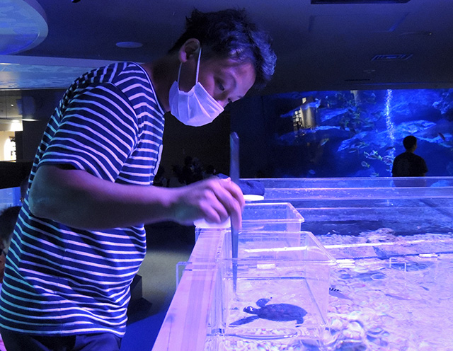 ウミガメの「ゴハンの時間」/すみだ水族館(東京都)