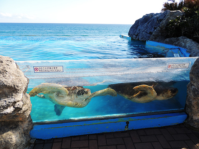 ウミガメが泳ぐ水槽/鴨川シーワールド(千葉県/鴨川市)