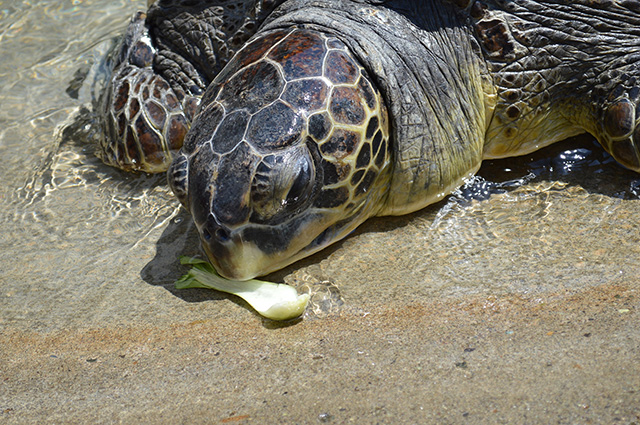 ウミガメのエサやり/新江ノ島水族館(神奈川県/藤沢市)