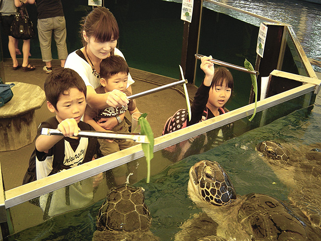 ウミガメのエサやり/越前松島水族館(福井県/坂井市)