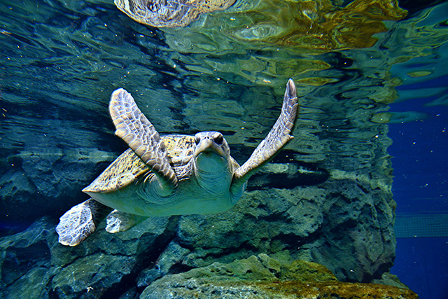 ウミガメ回遊水槽/名古屋港水族館(愛知県/名古屋市)