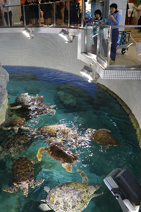 アオウミガメの水槽/名古屋港水族館(愛知県/名古屋市)