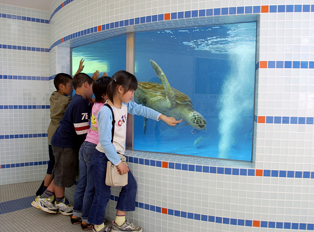 ウミガメのプール/紀宝町ウミガメ公園(三重県/紀宝町)