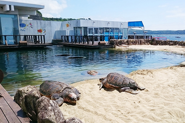 屋外の大プールにいるウミガメ/串本海中公園水族館(和歌山県/串本町)