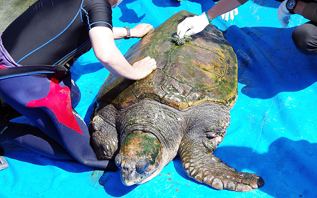 ウミガメの甲羅みがき体験/串本海中公園水族館(和歌山県/串本町)