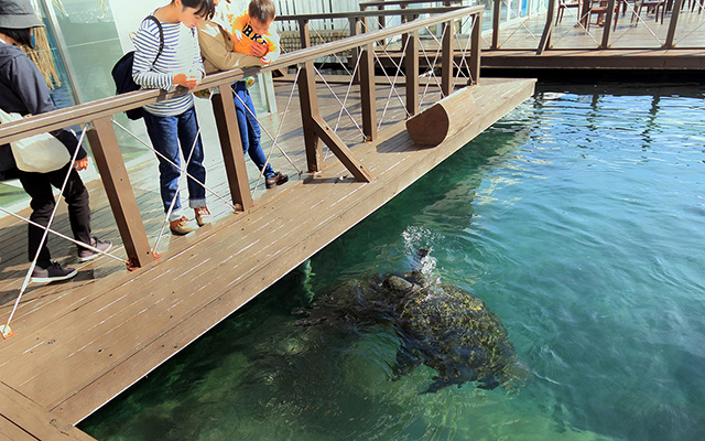 ウミガメのエサやり体験/串本海中公園水族館(和歌山県/串本町)