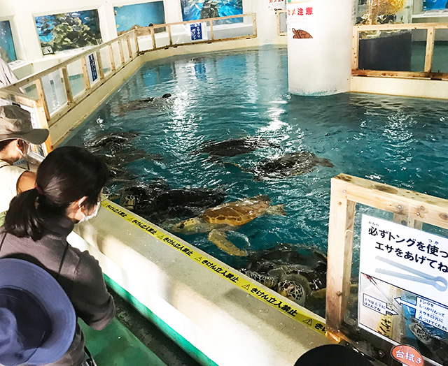 ウミガメごはんの様子/桂浜水族館(高知県/高知市)