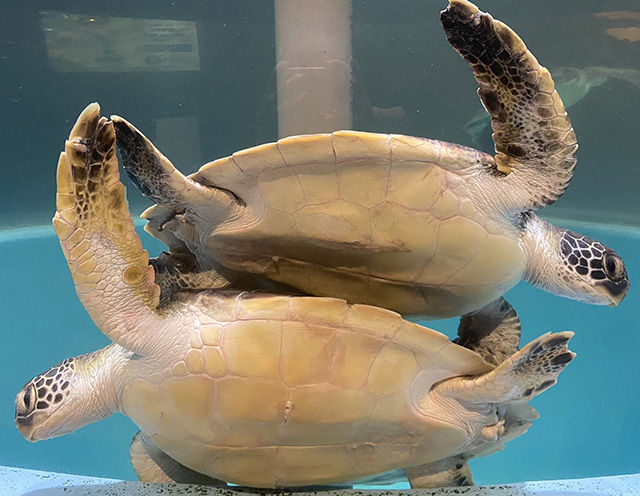 2頭のウミガメ/むろと廃校水族館(高知県/室戸市)