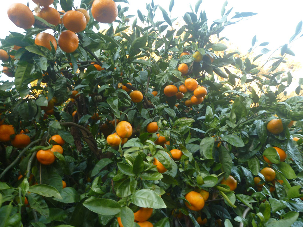 千倉オレンジセンター（千葉県/南房総市）