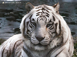 ナイトサファリハイキング ＆ ナイトペンギンツアー（和歌山県白浜町）