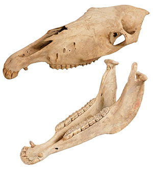 新春ミニ展示「午年展」～ウマにちなんだいろいろな標本～（大阪府大阪市）