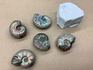 JAFデーin 岐阜県博物館 「化石体験教室＆昔遊び」（岐阜県関市）