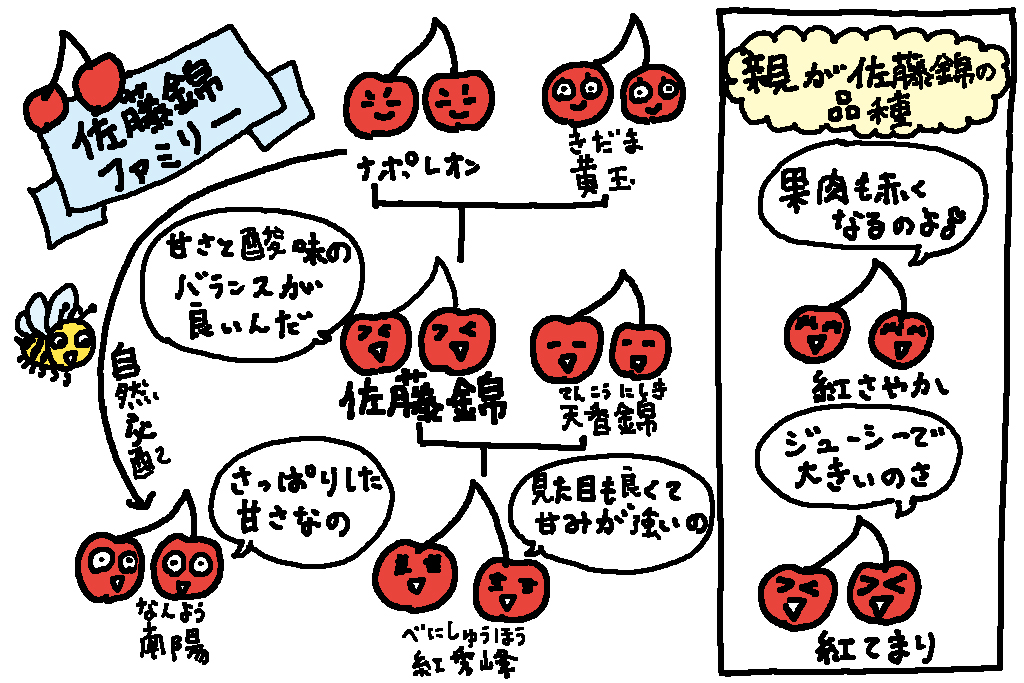 山形県の特産品「さくらんぼ」